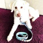 Dog Leash