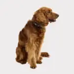GF Pet Reflective Collar
